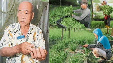 Photo of 【从餐桌到产地】架网轮耕防虫 孔日华：种菜是良心事业