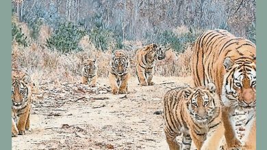 Photo of 珍稀物种野外种群回升 中生物物种名录增6154个