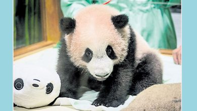 Photo of 首只本土诞生 印尼熊猫宝宝月底亮相