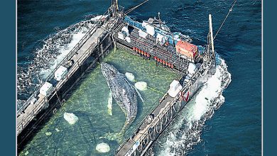 Photo of 搁浅一个多月救援成功 德鲸鱼“蒂米”回归大海