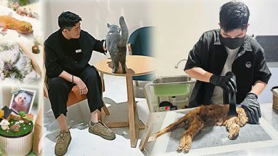 Photo of 【宠物善终三之二】牠走了但爱还在 告别不是办给离开的牠