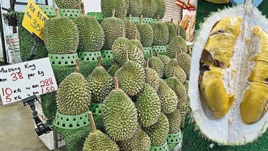 Photo of 异常天气影响品质 名种榴槤大拋售