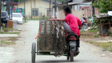 Photo of 假结婚真经商 丹马来总商会揭外劳抢滩