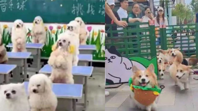 Photo of 活得比人精彩！砸钱送狗去“幼犬园”上学 比养娃还认真