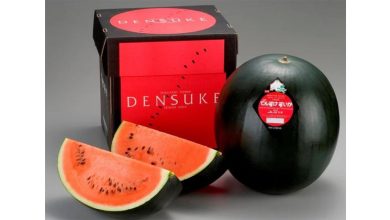 Photo of 好贵!北海道“黑皮西瓜” 一颗1.79万卖出