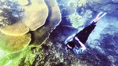 Photo of 渔业修正令生效 破坏海洋生物罚100万