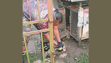 Photo of 闯住宅卷死5只鸡 10尺蟒蛇就擒