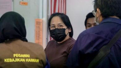 Photo of 41猫困公寓数只饿死 她被控虐猫可罚10万监3年