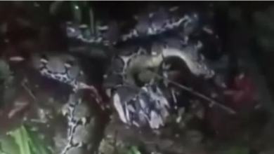 Photo of 妻被巨蟒吞半身 丈夫砍蛇救出已亡