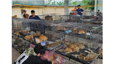 Photo of 越南捣毁跨省偷猫集团 400猫获救9人被捕