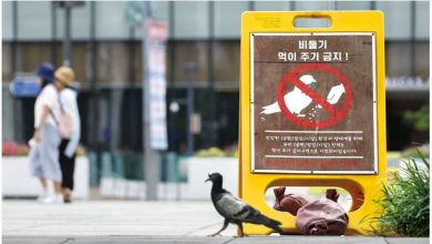 Photo of 违规喂鸽 最高罚100万韩元