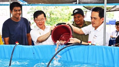 Photo of 柏达乡委会投资5万 生物絮团技术养罗非鱼