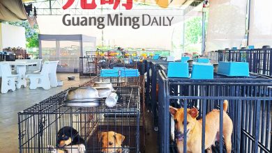Photo of 威省SPCA提升收容犬环境 “狗狗公园”尚缺1.5万经费