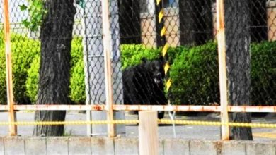 Photo of 日本黑熊连伤4人 受困办公室竟开窗逃脱
