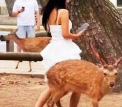 Photo of 【视频】硬坐奈良鹿拍照 还反复弹跳 女子被全网怒轰
