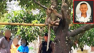 Photo of 爷爷养弥猴突发狂 6岁孙子被袭击身亡