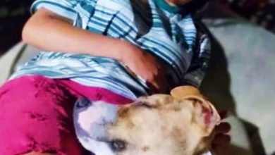 Photo of 澳警撞伤少女宠物犬 当众开枪“安乐死”引众怒