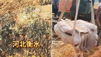 Photo of 河北麦田惊现巨型怪石 专家：是罕见“闪电熔岩”