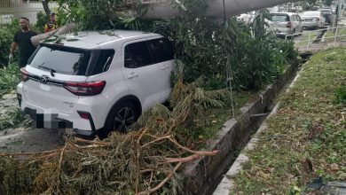 Photo of 休旅车停路边遭大树砸中 女车主未在车内逃过一劫