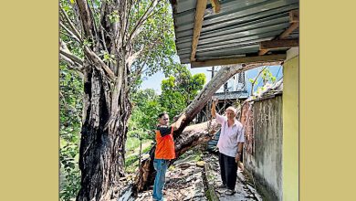 Photo of 逾30年大树断裂压住宅 居民促尽速派员砍树