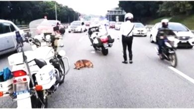 Photo of 流浪狗受伤瘫卧路中 交警暖举触动人心