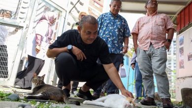 Photo of 首相政治秘书倡议 拨款地方政府照顾浪浪