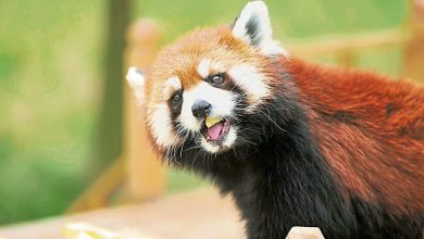 Photo of 双城论坛具体成果 上海2小熊猫今抵台北