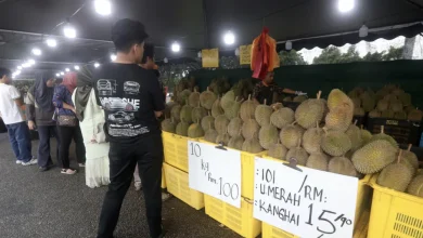 Photo of 迷你榴梿每粒50仙很便宜了？  商家：未来10天或跌至20仙