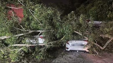 Photo of 大树突倒塌压毁2车 车主与家人吃宵夜逃过一劫