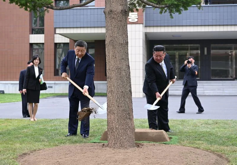 习近平在金正恩陪同下,参访位于平壤的朝鲜劳动党中央干部学校。这是在教学楼之间的林地上,习近平和金正恩共同种下一株枞树。(新华社照片)