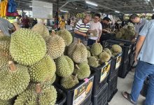 Photo of 黑刺售价历来最低 榴梿下周料再跌价10%