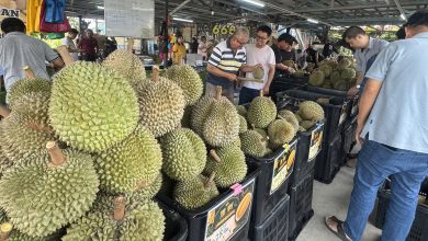 Photo of 黑刺售价历来最低 榴梿下周料再跌价10%