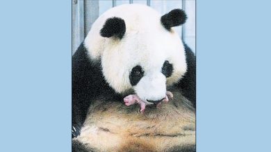 Photo of 旅韩熊猫爱宝产下幼崽