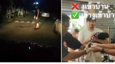 Photo of 醉汉抱蟒蛇回家 陪睡一夜隔天吓傻