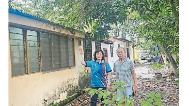 Photo of 大树枝椏延伸至屋顶 老住户盼市厅快修剪