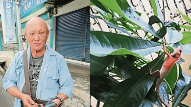 Photo of 綠葉上現紅色變色龍 事主打趣:柔選預兆