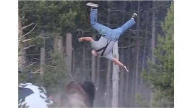 Photo of 带孙游玩变恶梦! 65岁男遭野牛撞飞8呎重伤