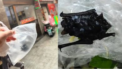 Photo of 疑蝙蝠残骸 !餐厅惊现黑色异物   男童吃下狂呕送院