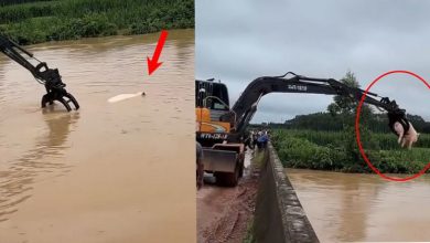 Photo of 猪猪变娃娃？怪手河中 夹猪上岸
