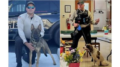 Photo of 巡逻车变“烤箱 !2警犬锁车内7小时热死 美警官停职恐坐牢