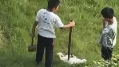 Photo of 3男童虐猫致死遭舆论围剿 家长:他不是十恶不赦