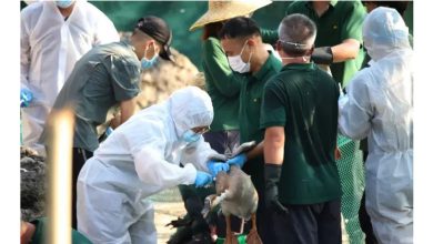 Photo of H5N1入侵纽西兰 迁徙海鸟首染禽流感