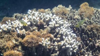 Photo of 高温逼杀珊瑚！冲绳科学家急寻救命方