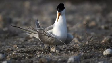 Photo of 澳洲首例海鸟感染 H5N1禽流感病毒