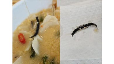 Photo of 江鱼仔长脚了？  女汤里捞出死蜈蚣 员工硬拗：那是江鱼仔