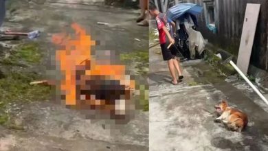 Photo of 全程拍片嬉笑炫耀 ! 火烧母犬棍击3幼崽致死 4少年虐狗惹众怒