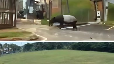 Photo of 柔加拉巴沙威惊见濒危动物 傻萌马来貘趴趴走 网民:牠也回乡投票