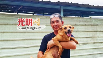 Photo of 伤害流浪狗事件频传 居林狗猫之家痛心救援