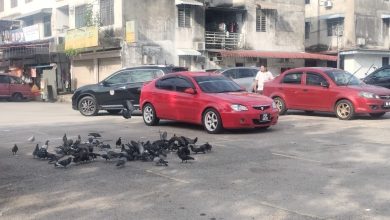 Photo of 威省市厅引进美国捕鸟器 试捕鸽患黑区