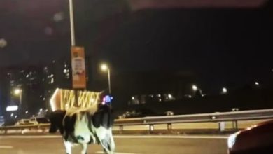 Photo of 乳牛大道上散步 驾车人士吓坏速闪避